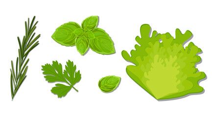 Vector set of greens and lettuce leaves. Basil, parsley, rosemary and lettuce.