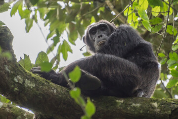 Pan-hooting chimpanzee (Pan troglodytes) in natural habitat