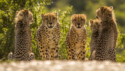 cheetah family walks down the road