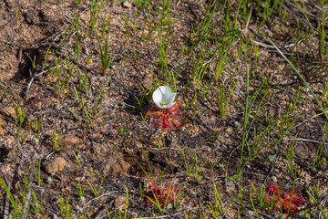 The white flowered form of Drosera acaulis in natural habitat in the Western Cape of South Africa