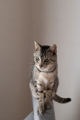 可愛い猫　サバトラ猫