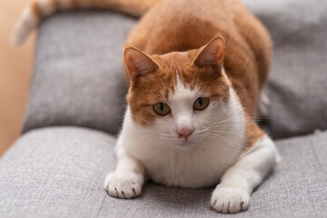 見つめる猫　茶トラ白