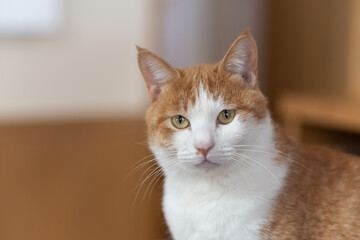 見つめる猫　茶トラ白