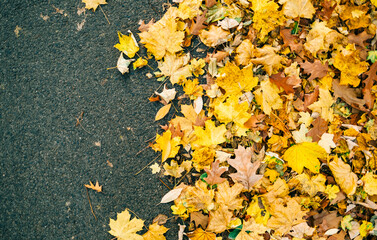 Yellow autumn leaves on a road, background texture, top view.