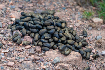 animal droppings in the mountains in nature