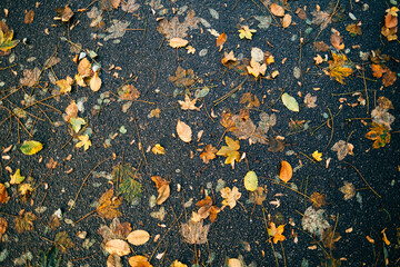 Yellow autumn leaves on a road, background texture, top view.