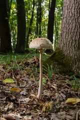 Macrolepiota procera or Lepiota procera mushroom growing in the autumn forest, close up. Beauty with long slim leg with sliding ring and large scaly hat