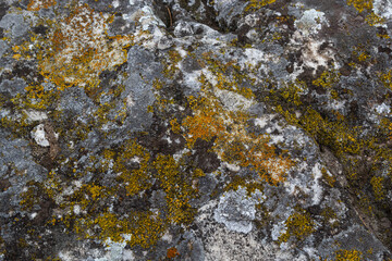 Close up of Xanthoria parietina. Yellow lichen on the bark of a tree. common orange lichen, yellow scale, maritime sunburst lichen and shore lichen