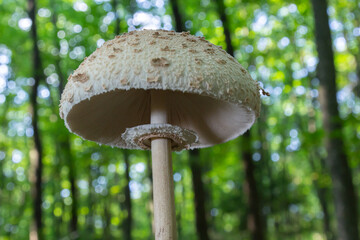Beautiful parasol mushroom Macrolepiota procera in the forest with sun rays on the background © Oleh Marchak