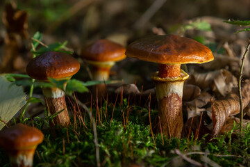 Mushroom season. Autumn in the park. Slippery Jack edible cattails Suillus luteus