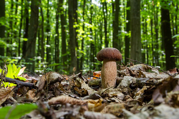 Boletus edulis or cep, edible wild mushroom in a forest - Powered by Adobe