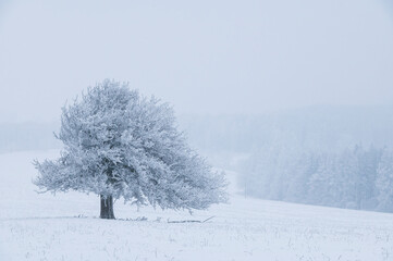 Fototapeta na wymiar winter, forester, snow