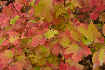 Greenish red autumnal foliage of Viburnum opulus in October