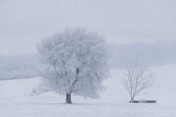 Fototapeta premium winter, forester, snow