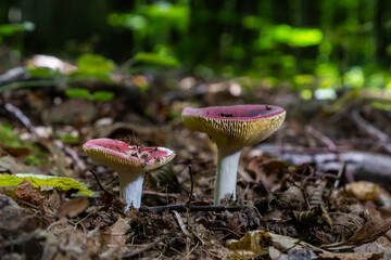 Russula xerampelina, also known as the crab brittlegill or the shrimp mushroom in forest