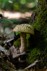 Xerocomellus chrysenteron, known as Boletus chrysenteron or Xerocomus chrysenteron - edible mushroom. Fungus in the natural environment