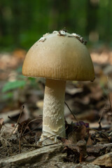 this mushroom is an amanita rubescens and it grows in the forest