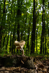 The Common Bonnet Mycena galericulata is an inedible mushroom , an intresting photo