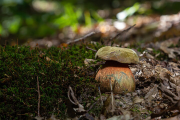 Boletus erythopus or Neoboletus luridiformis mushroom in the forest growing on green grass and wet ground natural in autumn season. Boletus luridiformis is edible mushroom after longer cooking