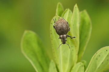 Closeup of a grey weevil species, Philopedon plagiatus hanging down on a leaf