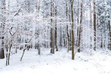winter, forester, snow