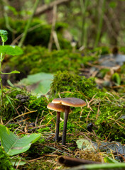 A wild mushroom known as the Winter Mushroom or the Velvet Shank. Botanical name Flammulina velutipes. Mushroom naturally lit with natural moss surrounding it