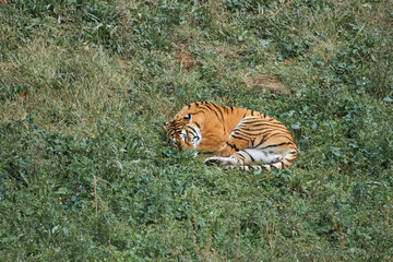 Beautiful bengal tiger sleeps on the grass but opens his eyes always alert to what is happening around him in the natural park of cabarceno, in cantabria, spain, europe