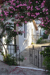 Mediterranean street with pink flowers oleander tree 