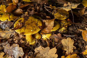 A closeup of Cortinarius triumphans, in a natural environment against the background of the forest