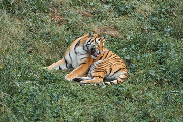 Beautiful bengal tiger with a very expressive face with its tongue between its teeth lying on the grass in the natural park of cabarceno, in cantabria, spain, europe