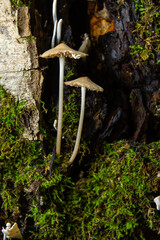 Magic mushrooms growing on moss. Most probably Mycena galericulata