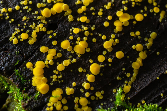 Very small fungus yellow fairy cups or lemon discos, Bisporella citrina, on old wet wood macro texture, selective focus, shallow DOF