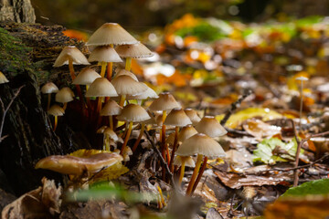 Magic mushrooms growing on moss. Most probably Mycena galericulata