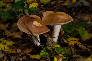 Poison Pie Mushroom Hebeloma crustuliniforme growing through the autumnal leaves