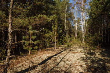 Birchs in a pine forestis illuminated by yellow evening sun light.	