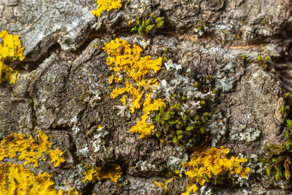 Poster detail of the bark of a tree on which lichen grows