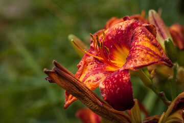 Flowers of red daylily Hemerocallis (Bumble Bee) among plants in the garden. Close-up. DOF
