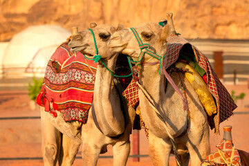 Two camels in Wadi Rum desert in Jordan