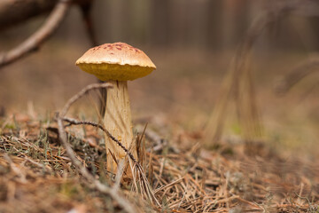 Aureoboletus projectellus mushroom grows in a coniferous forest. Small depth of field