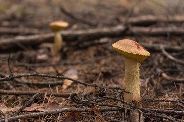 Aureoboletus projectellus mushroom grows in a coniferous forest. Small depth of field