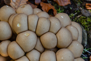 Puffball mushrooms on a stump - Lycoperdon umbrinum in a moss