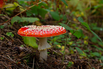 Close-up of a Amanita poisonous mushroom in nature. Fly amanita Amanita muscaria mushroom