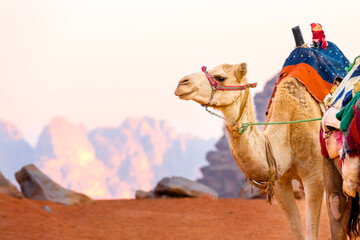 Camel with saddle in Jordan desert