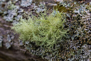Usnea barbata ,old man's beard, or beard lichen growing naturally on turkey oak tree in Florida, natural antiobiotic.