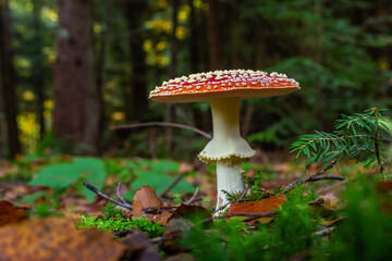 Red Wild Amanita Muscaria Mushroom. A red Amanita Muscaria mushroom growing in the wild