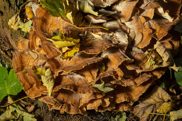 Meripilus giganteus in the forest. Meripilus giganteus, polypore fungus. Giant polypore, Meripilus giganteus, fruiting from a tree stump
