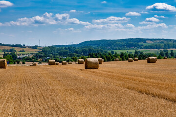 Fototapeta premium Rolls haystacks straw on field, harvesting wheat. Rural field with bales of hay. Landscape