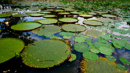Beautiful Indian lotus leaves (Nelumbo nucifera)