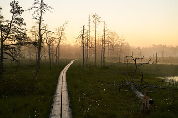Wooden tourist trail sunny dawn on the swamp. Sunset, warm light and fog. Travel romance. Viru...