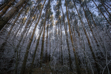 the first frosts and frost in the wild